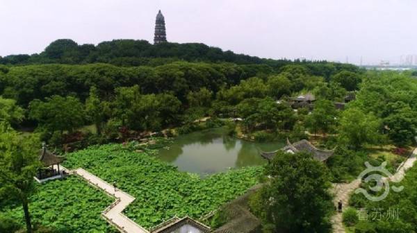 颜值与口感并存！夏日美食荷花酥出街成“网红”！(图8)