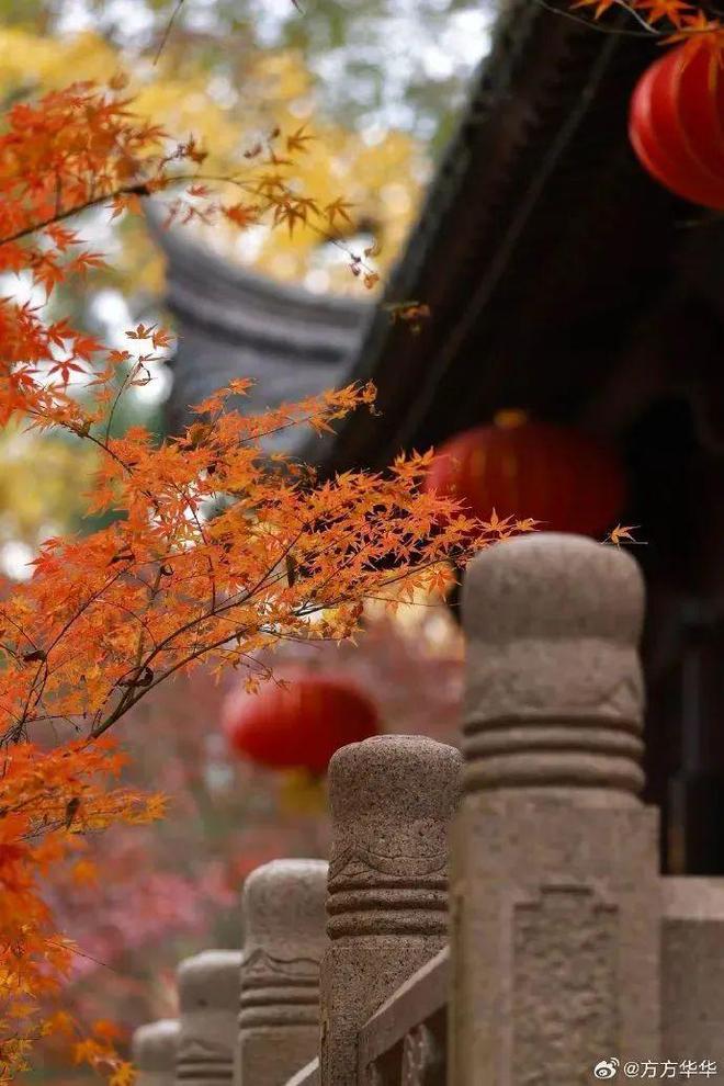 【探索】桂花黄、草海粉、栾树红、稻谷香……这些地方秋日大片已上线！(图2)