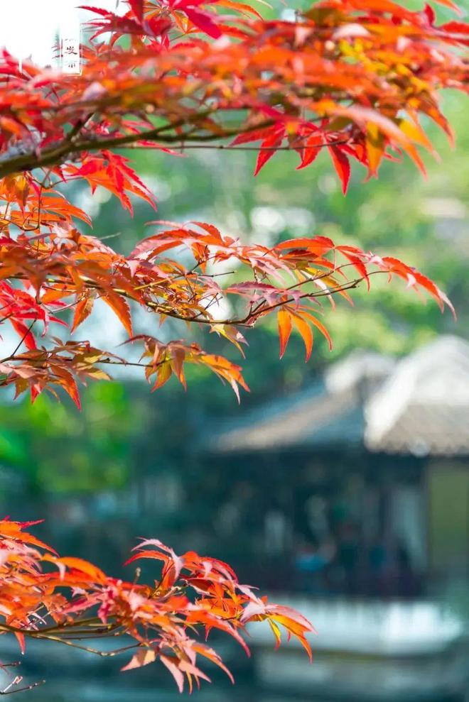 【探索】桂花黄、草海粉、栾树红、稻谷香……这些地方秋日大片已上线！(图3)