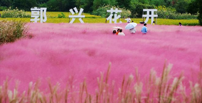 【探索】桂花黄、草海粉、栾树红、稻谷香……这些地方秋日大片已上线！(图6)