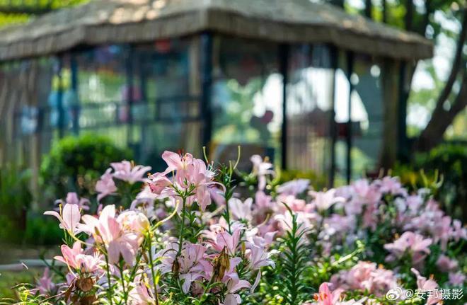 【探索】桂花黄、草海粉、栾树红、稻谷香……这些地方秋日大片已上线！(图13)