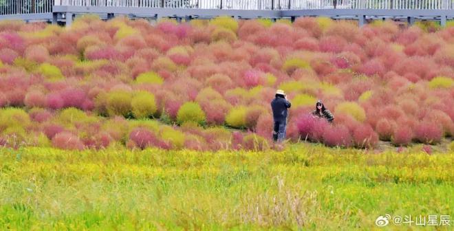 【探索】桂花黄、草海粉、栾树红、稻谷香……这些地方秋日大片已上线！(图16)