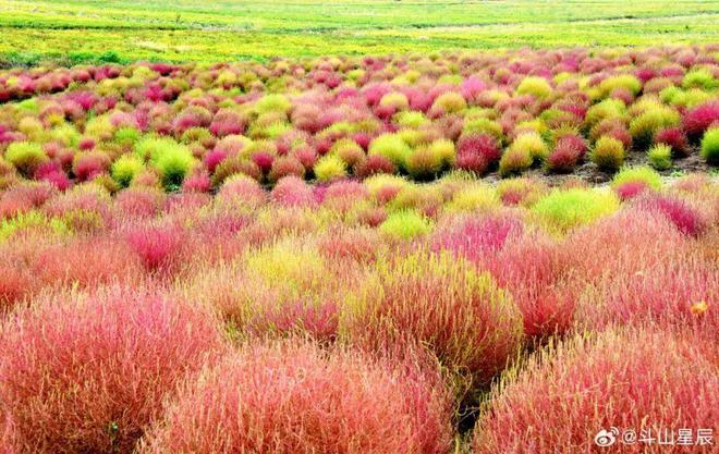 【探索】桂花黄、草海粉、栾树红、稻谷香……这些地方秋日大片已上线！(图15)