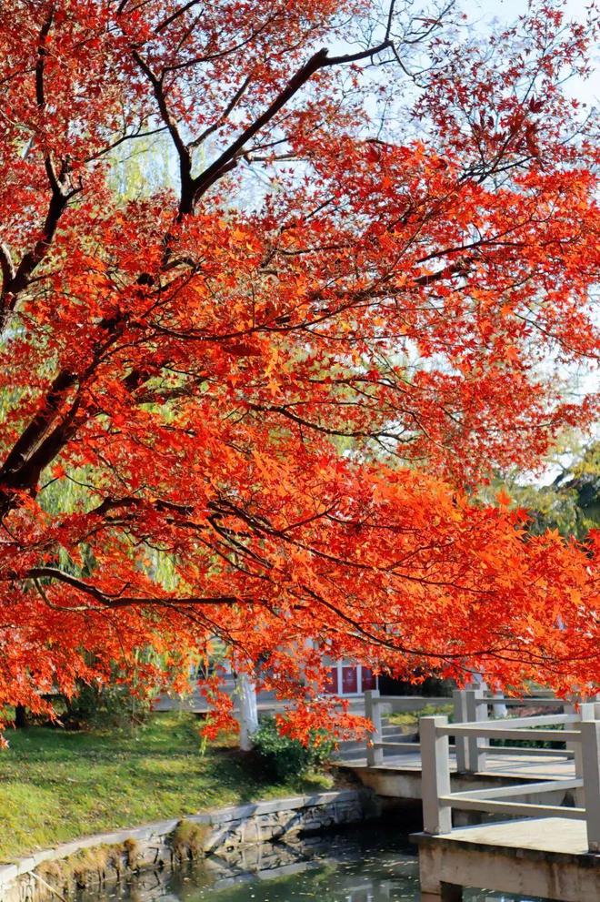 【探索】桂花黄、草海粉、栾树红、稻谷香……这些地方秋日大片已上线！(图17)