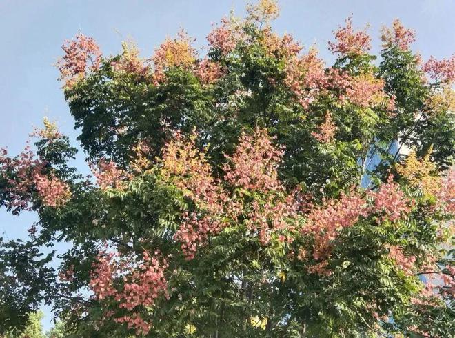 【探索】桂花黄、草海粉、栾树红、稻谷香……这些地方秋日大片已上线！(图19)