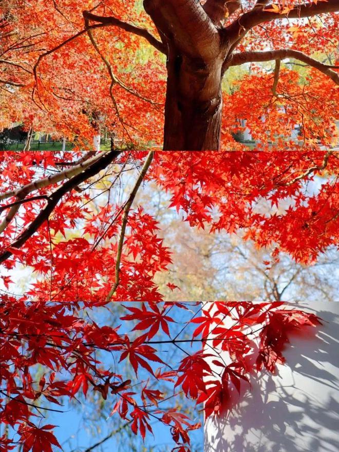 【探索】桂花黄、草海粉、栾树红、稻谷香……这些地方秋日大片已上线！(图18)